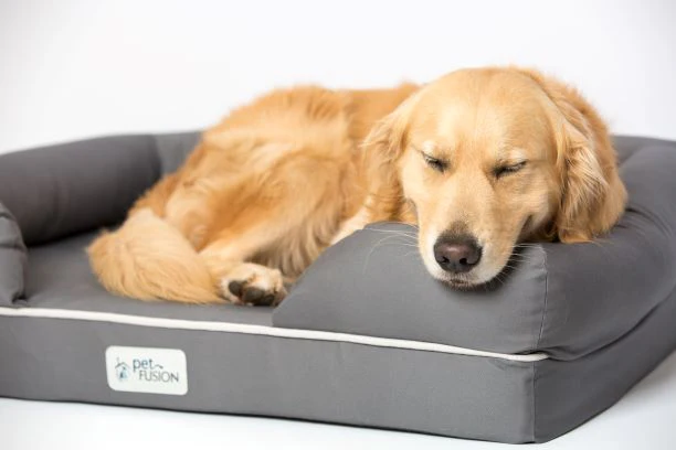 4 Tips to Help Out Your Ageing Dog