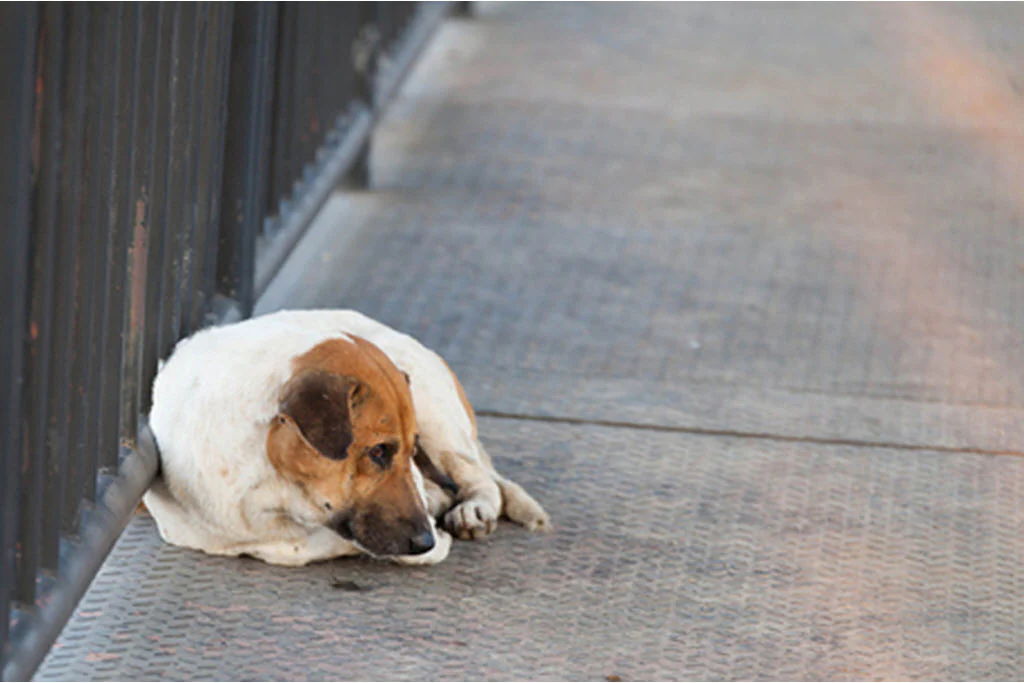 How pets find their way home with microchips