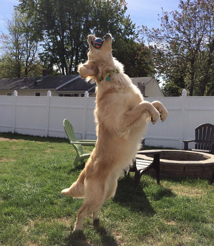 Tips to Pet's Fun and Games