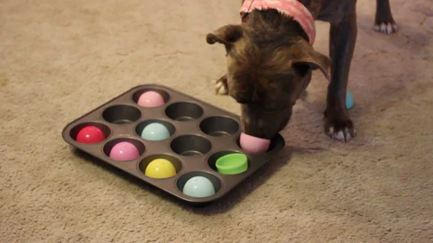 Tips to Pet's Fun and Games