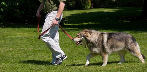 Tips to Pet's Fun and Games
