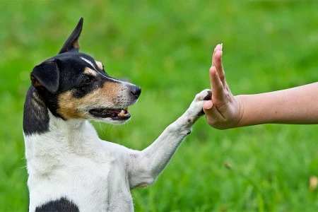 Tips to Pet's Fun and Games