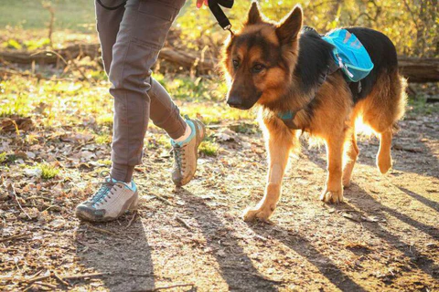 Tips to Pet's Fun and Games