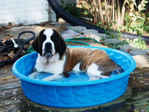 Tips to Pet's Fun and Games