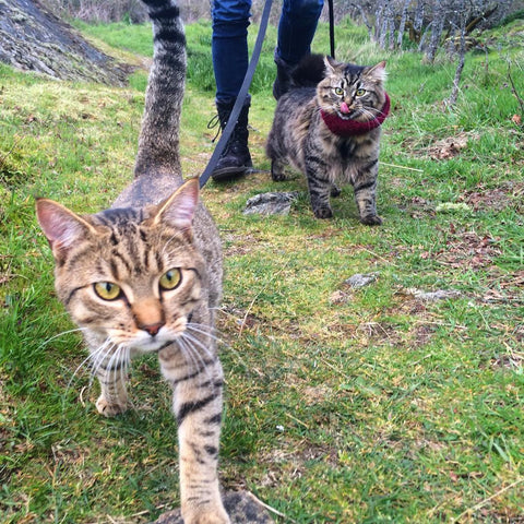 Tips to Pet's Fun and Games