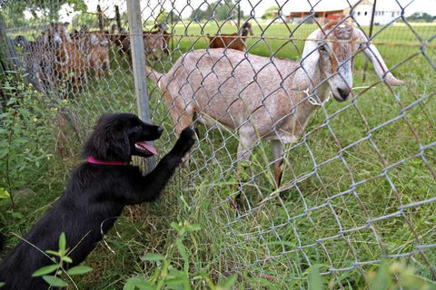 Tips to Pet's Fun and Games