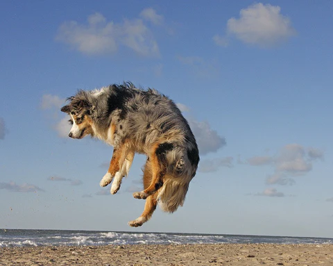 Planning a trip to a dog friendly beach