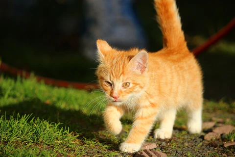 Why litter box cleaning is important