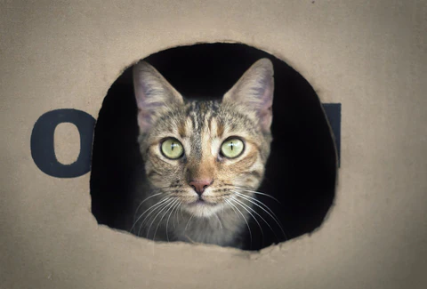 Involving your cat in cat activities is vital in order to stimulate them