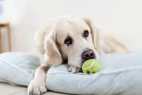 There are a lot of great dog bed options to cool your dog off this Summer