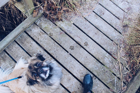 Caring for an old dog
