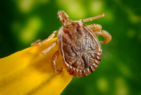 Ticks are a common pest for pets during the Spring