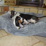 PetFusion Premium Plus Quilted Dog or Cat Blanket.  Light Inner Fill - PetFusion