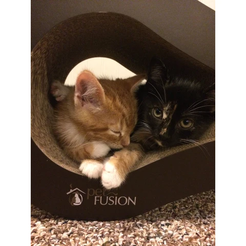PetFusion Ultimate Cat Scratcher Lounge - PetFusion
