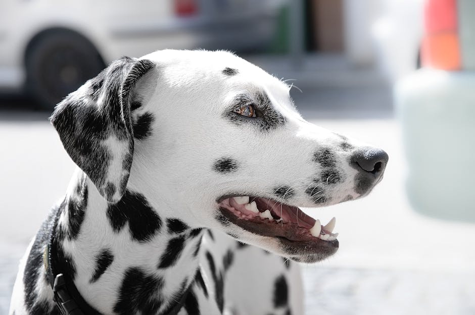 Healthy dog gums are pale pink 