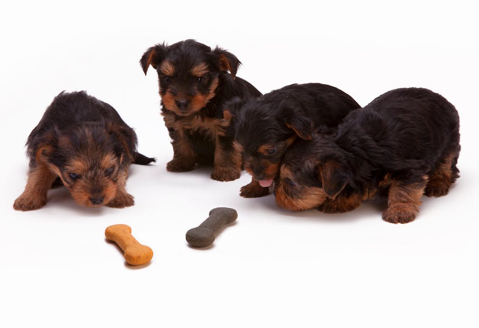 Celebrate National Puppy Day by adding a puppy to your family