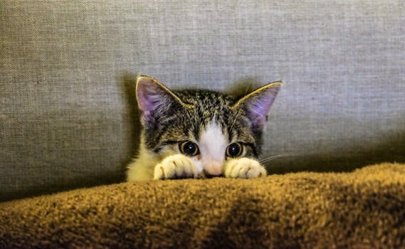 How often should you clean your litter box